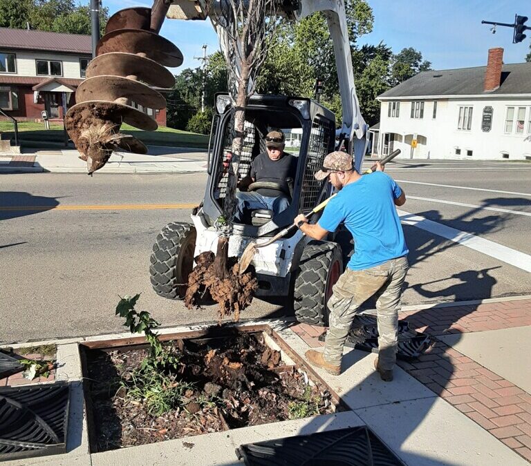 Tree Improvements around the Village